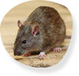Pest control Sydney