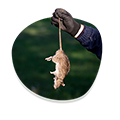 Pest control Sydney