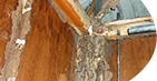 Pest control Sydney