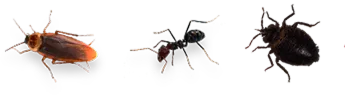 Common Pests