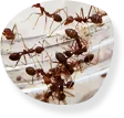 Bed bugs and flea