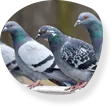 Bird and bird lice