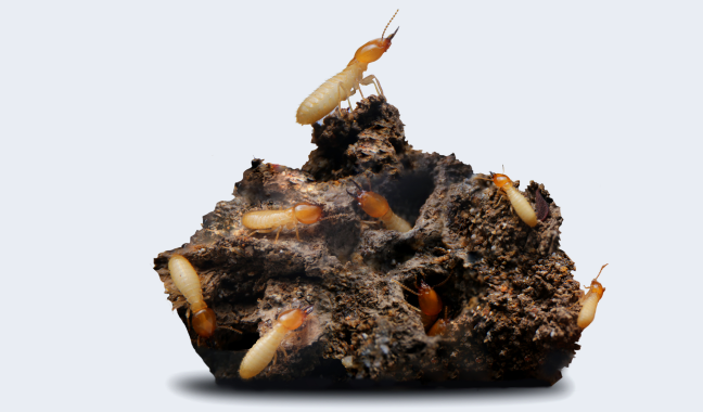 Termites on damaged timber
