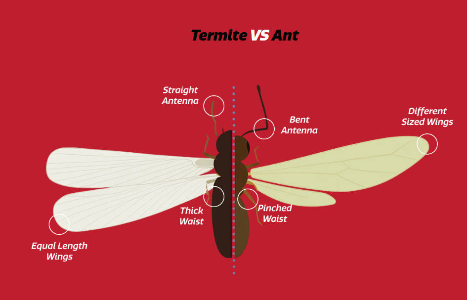 Termite versus ant comparison diagram