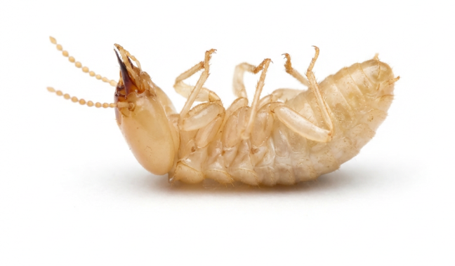 Termite close-up