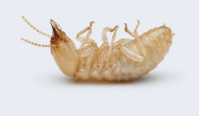 Termite close-up