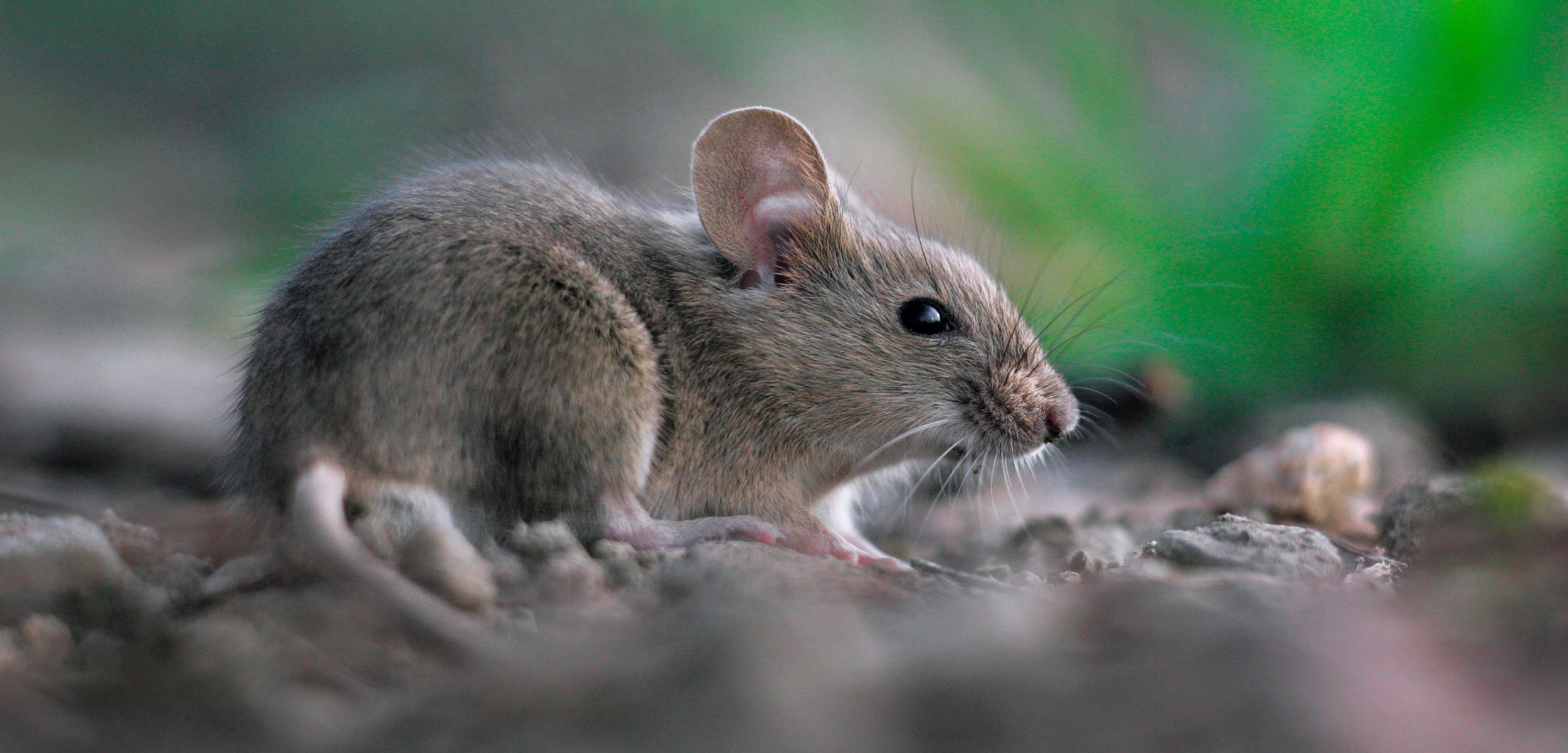 Types of Rodent Pests