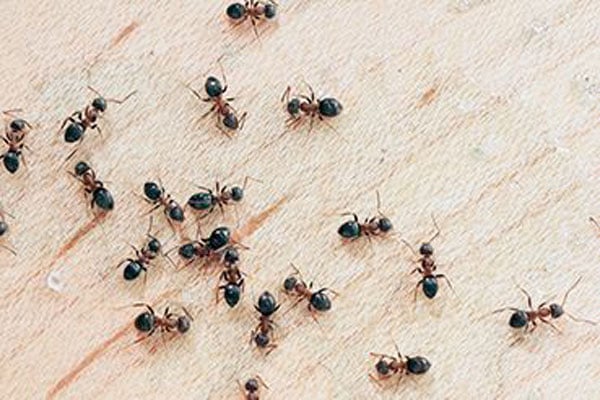 Ant Pest Control Hero Background