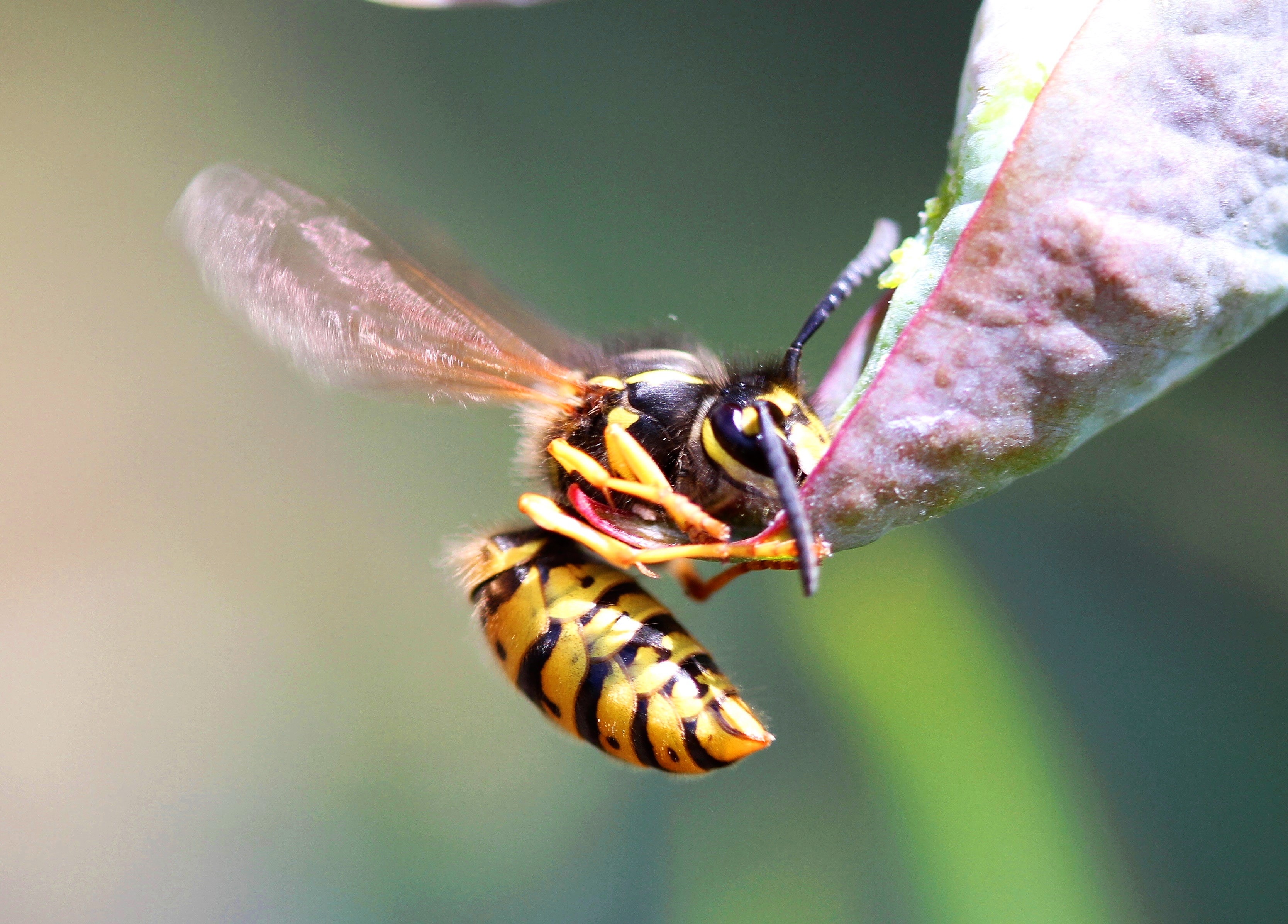 Ant Pest Control Hero Background