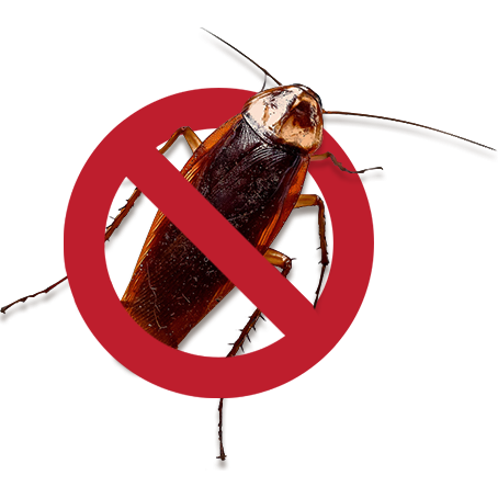 No-cockroach