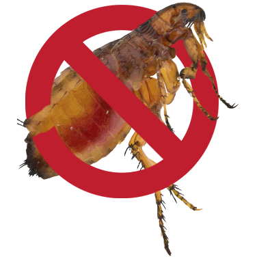 No-flea