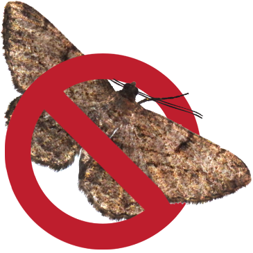 No-moth