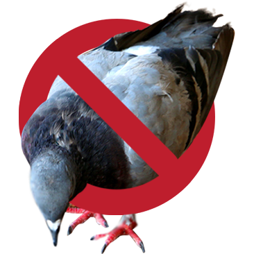 No-pigeon