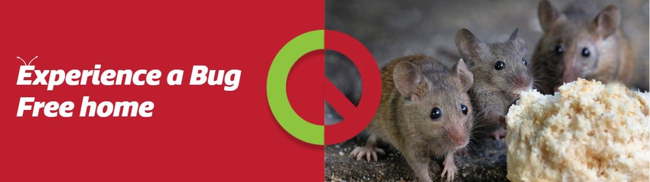 Mice Pest Control Sydney Mice Control And Removal Bug Free Call Now