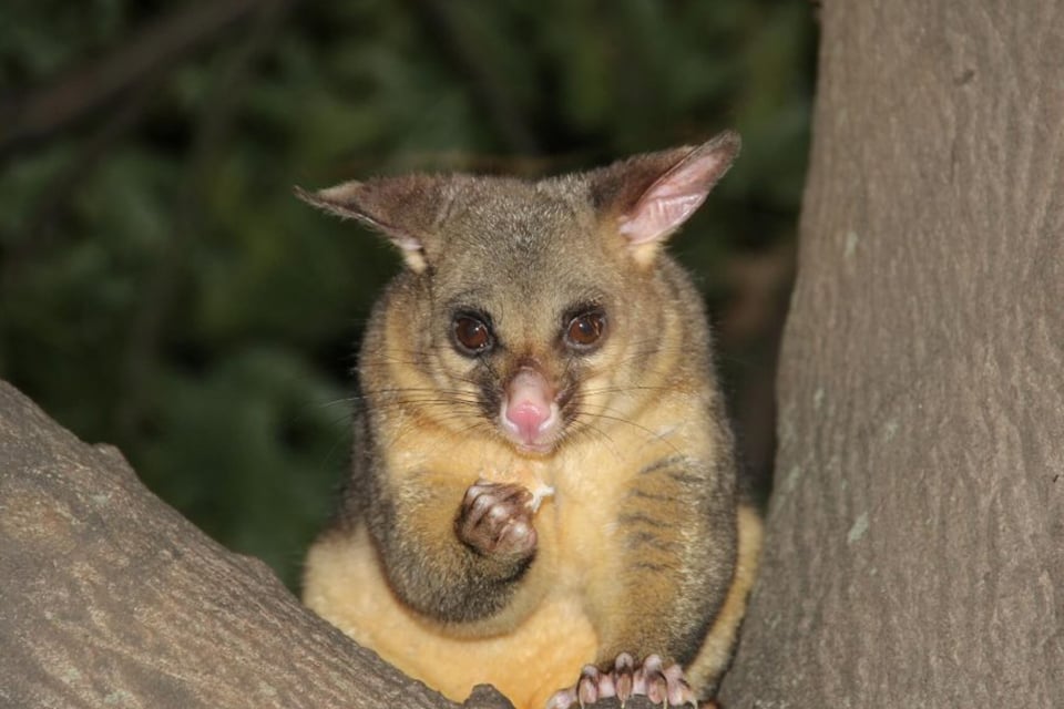 Possum pest control