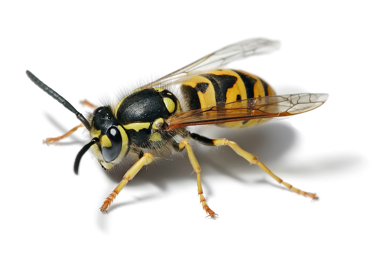 european wasp white background - bugfree pest control
