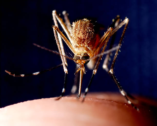 Mosquito feeding on the finger,macro 3:1 life size ratio.
