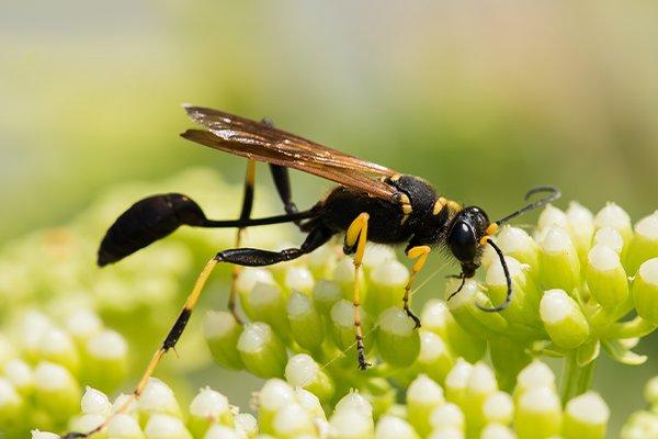 mud wasp with flowers - Bugfree Pest Control