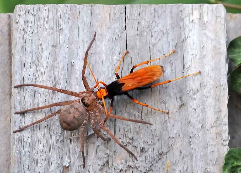 spider wasp hunting a spider