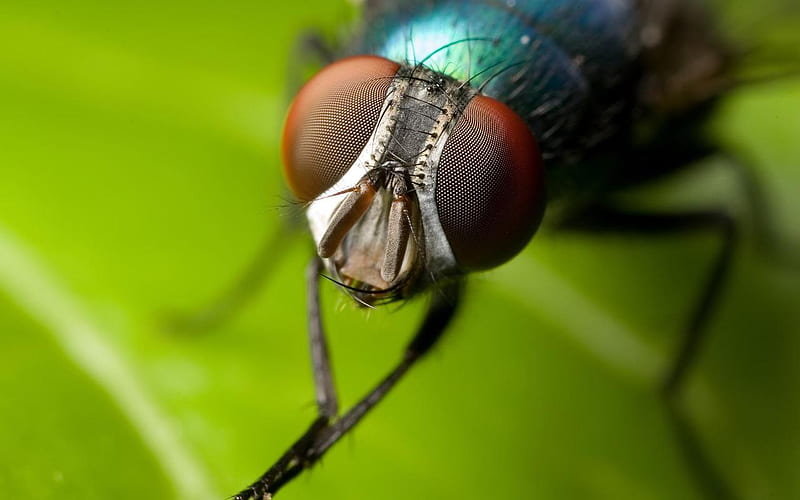 image of a fly control bugfree pest control