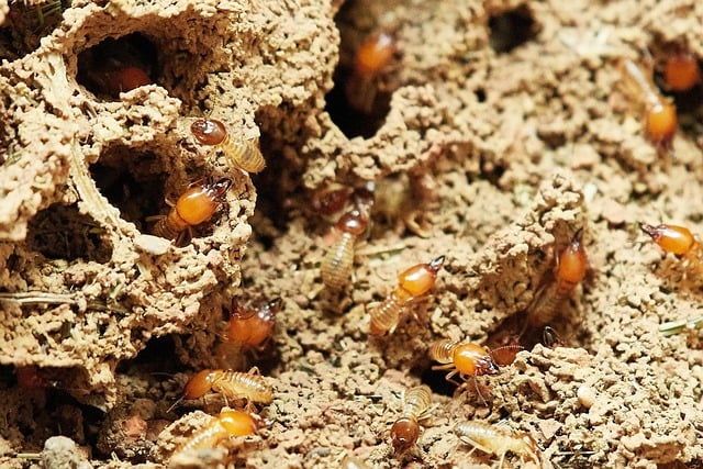 Ant Pest Control Hero Background