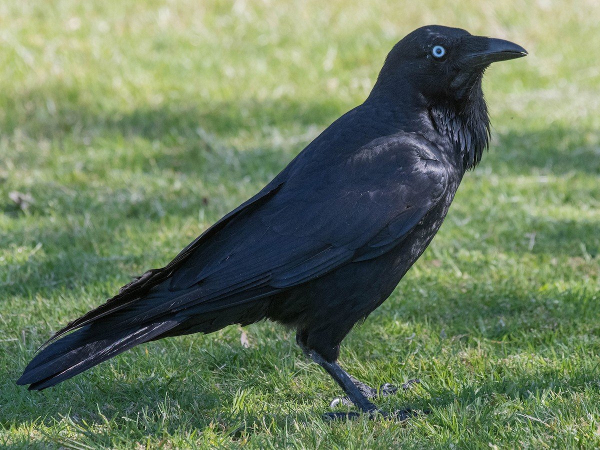 Australian Raven