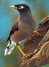 Indian Myna Bird Control
