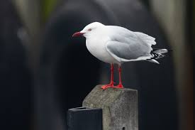 Silver Gull