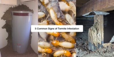 Common Sign Subterranean Termites Damage Your Property