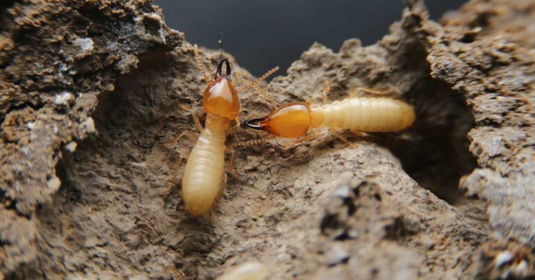 Subterranean Termites: How to Prevent & Treat Infestations