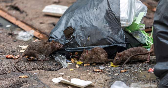Rat Infestation Sydney: Causes & Prevention