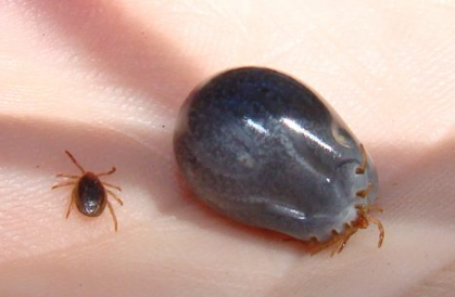 Size comparison between an engorged adult tick (dark blue, swollen with blood) and an unfed nymph tick on human skin, showing how dramatically ticks expand after feeding