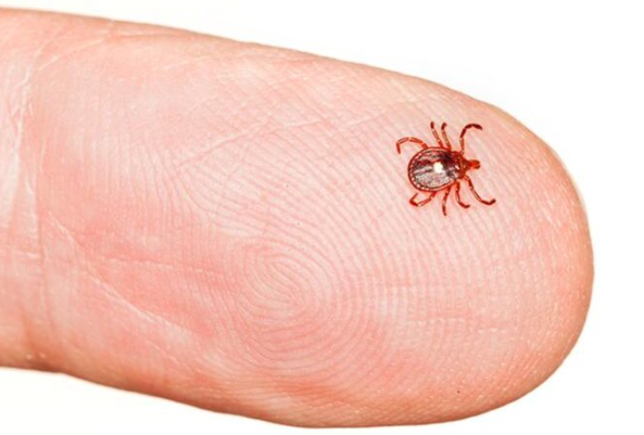 Close-up of a small red-brown paralysis tick on the tip of a human fingertip, illustrating just how tiny ticks are before they attach and feed
